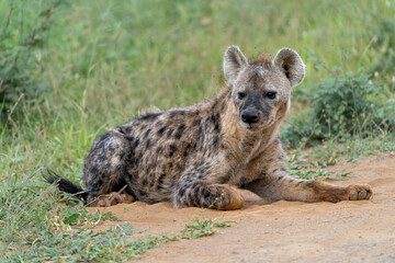 Spotted Hyena (Crocuta crocuta), also known as the laughing hyena, hanging around in KMadikwe Game Reserve in South Africa