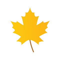 fallen maple leaf in yellow color