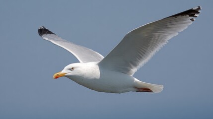 Seagull in flight against a light blue sky