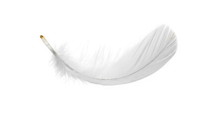 Delicate white feather floating gracefully against a stark black background