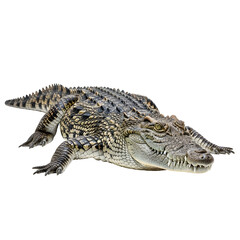Naklejka premium Crocodile basking with isolated black background