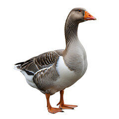 Greylag goose standing proud on black