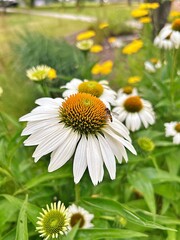 white flower echinacea, blooming flower, bee on flower ball, ant on white flower petal