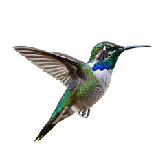 Fototapeta premium Hummingbird in flight over black background