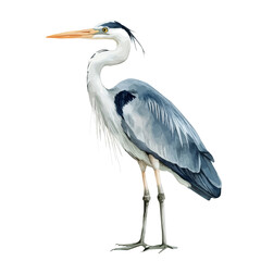 A hand-drawn illustration painting of a heron bird set in soft watercolor style, featuring delicate brush strokes, isolated on a white background, artistic, painted design, EPS format, set
