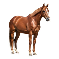 Obraz premium Elegant chestnut horse against black background