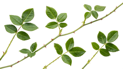 A collection of small rose leaf twigs with five leaflets — isolated on white background PNG. AI GENERATED
