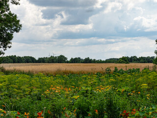 Scenic View of a Wildflower Field and Wheat with Wind Turbines.