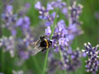 Close-Up of a Bumblebee Pollinating Lavender Flowers in Blooming Field.