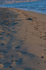 A trail of small footprints leads across a sandy beach towards the gentle waves of the ocean, bathed in the warm light of sunrise or sunset.