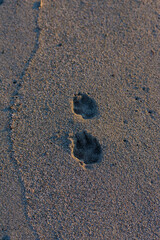 Two distinct paw prints are embedded in the textured sand, illuminated by soft, natural light, suggesting the presence of an animal.