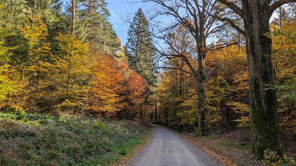 Atmospheric beautiful landscape of autumn forest. Golden autumn.