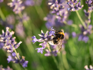 Close-Up of Bumblebee on Vibrant Lavender Blossoms in Sunlit Garden.