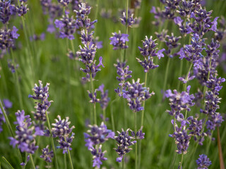 Close-Up of Purple Lavender Blossoms in a Vibrant Garden Setting.