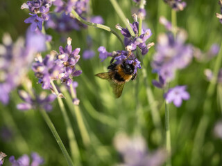Close-Up of Bumblebee Pollinating Lavender Flowers in a Garden on a Sunny Day.