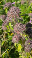 purple thistle flower