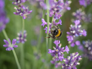 Macro View of Bumblebee Pollinating Vibrant Lavender Flowers Outdoors in Nature.