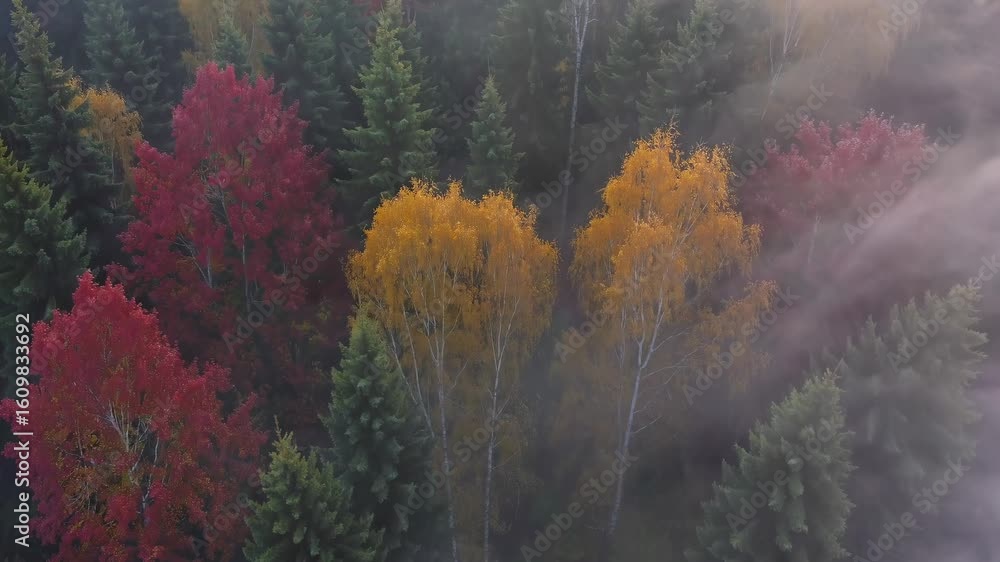 Poster aerial video captures a misty forest shrouded in dense fog, creating a mysterious and ethereal atmos
