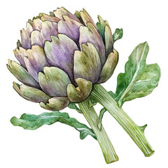 Obraz premium A hand-drawn illustration painting of an artichoke set in soft watercolor style, featuring delicate brush strokes, isolated on a white background, artistic, painted design, EPS format, set