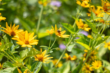 yellow flowers in the garden, with a honey bee sitting on it