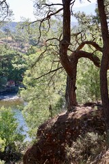 Clear river trees. River trees sky Lush greenery of the canyon as seen . High quality photo