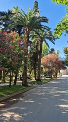 palm trees in the street