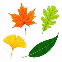 Autumn Leaf Collection, Colorful Fall Leaves, Various Leaf Types