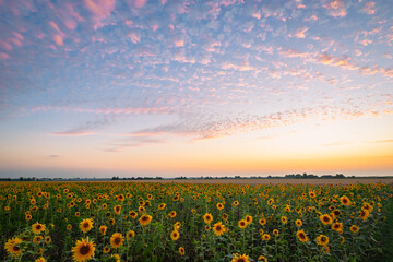 Beautiful sunflower field under a colorful sunset with golden hues and a serene atmosphere
