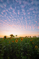 Sunflowers in full bloom in a field, with a vibrant sunset and scattered pink clouds creating a peaceful and scenic evening ambiance