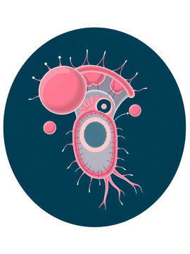 Internal organelles of a paramecium, showing contractile vacuole and micronucleus, Vectorized Animal Art