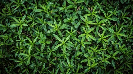Green foliage close up, small, wet leaves