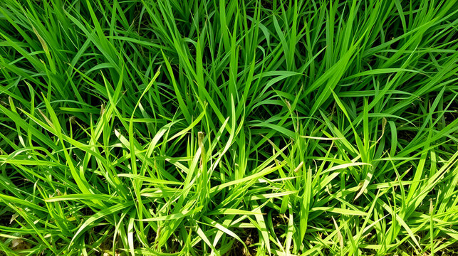 Green grass / herbe verte