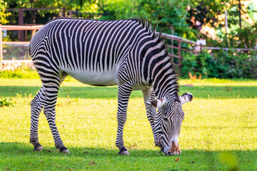 Grevy's zebra, lat Equus grevyi, also known as the imperial zebra eats green grass.