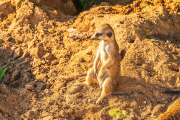 Meerkat, Suricata suricatta, on hind legs. Portrait of meerkat standing on hind legs with alert expression. Portrait of a funny meerkat sitting on its hind legs.