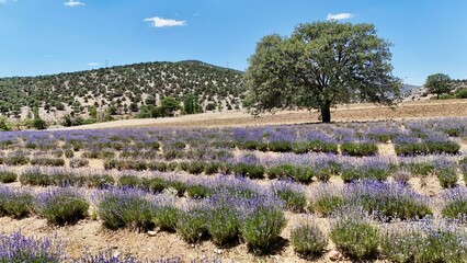 Lavender field, rural landscape in summer