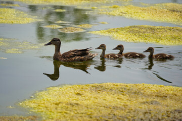 A family of mallard ducks on a pond overgrown by Lemna.