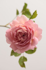 Close-up pink cream Rose Flower bud petal, leaf on beige gray. Natural light background.