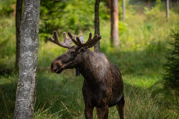 moose in the woods
