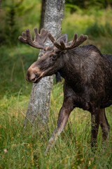 moose in the woods