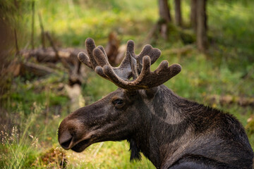 moose in the woods