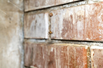 Spider hanging on web near egg sac against brick wall. Macro shot of arachnid in urban environment....