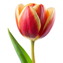 Naklejka premium tulip flower image isolated on a transparent background