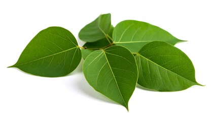 Obraz premium Fresh green leaves on white background