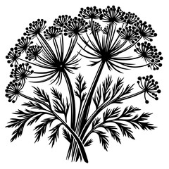 Black Silhouette of Dill Plant Umbel.