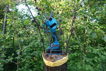 Pruning trees with electric pruning shears branch cutter automatic with battery to easyprune branches of trees. Gardening electric tool equipment.