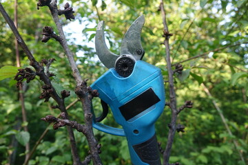 Pruning trees with electric pruning shears branch cutter automatic with battery to easyprune branches of trees. Gardening electric tool equipment.