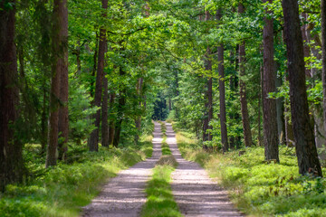 path in the forest