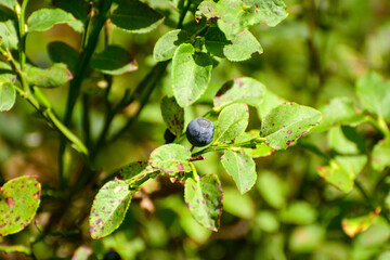 blueberries on a branch