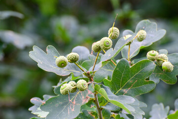 branch of a blossoming tree