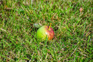 apple on the grass